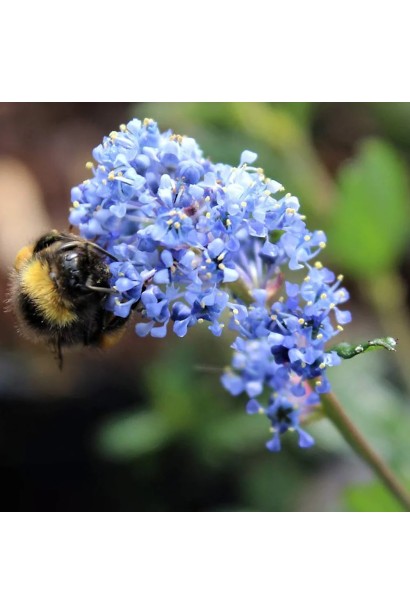 Квіти Цеанотус синій.
